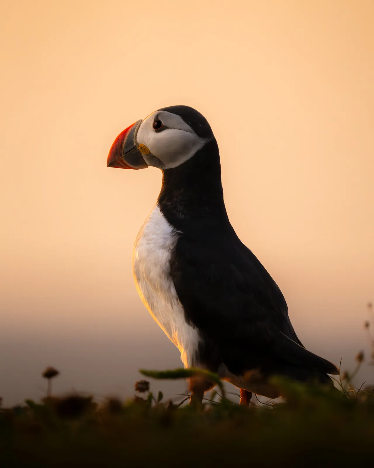 An Atlantic puffin standing on a cliff edge against a warm sky