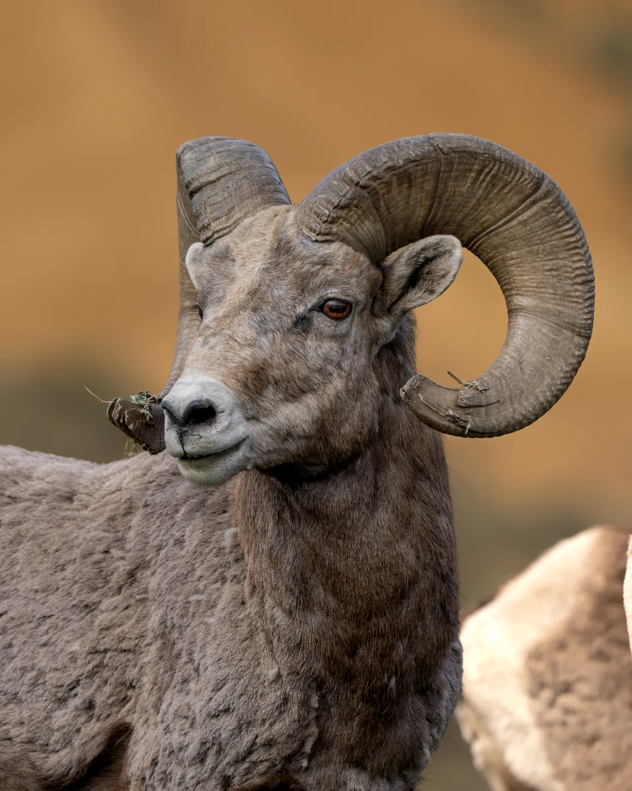 A bighorn sheep ram with large curled horns
