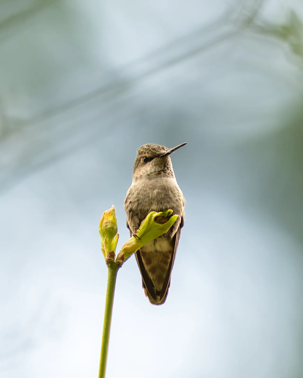 A hummingbird perched on a budding twig