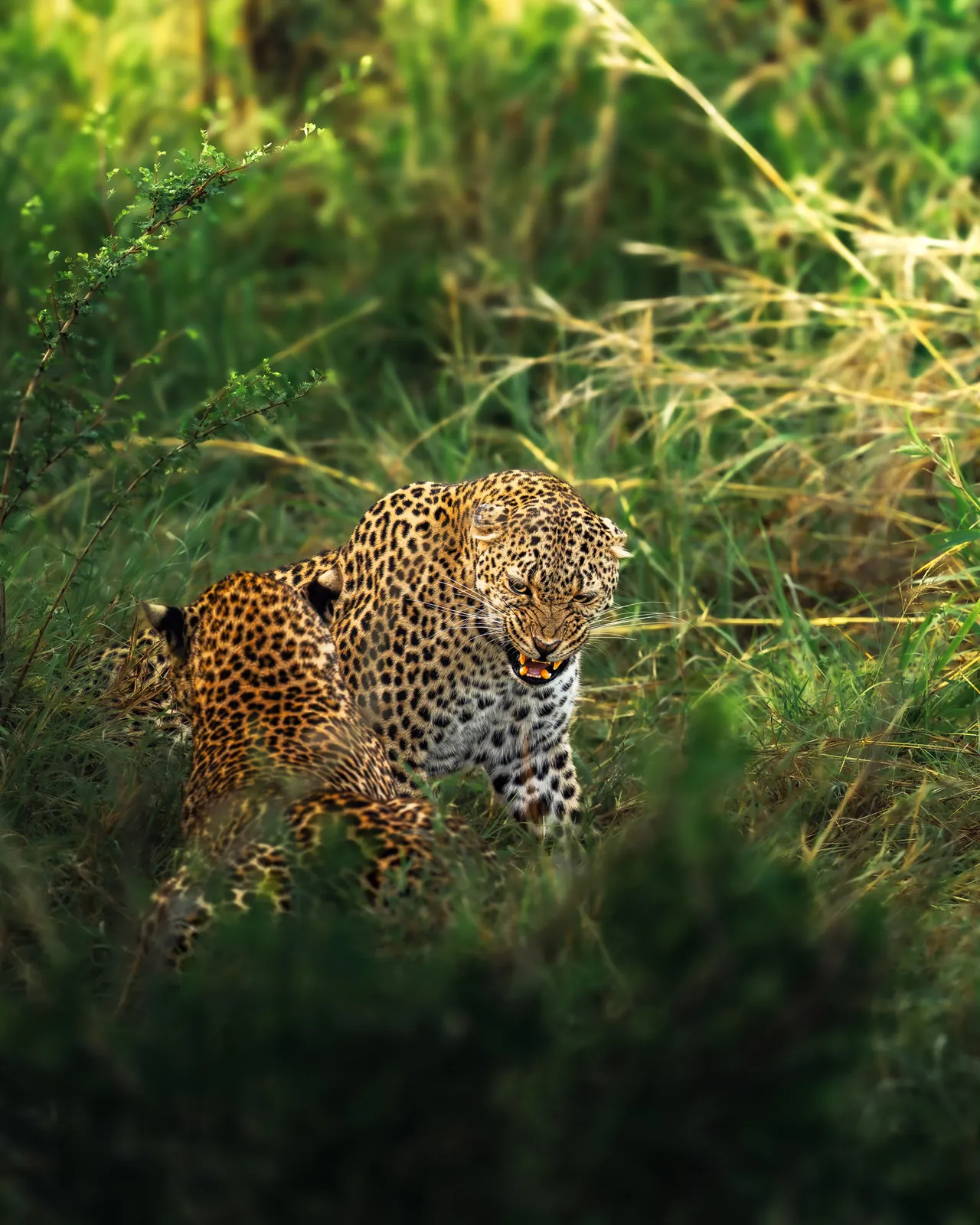 A leopard emerging from long green grass
