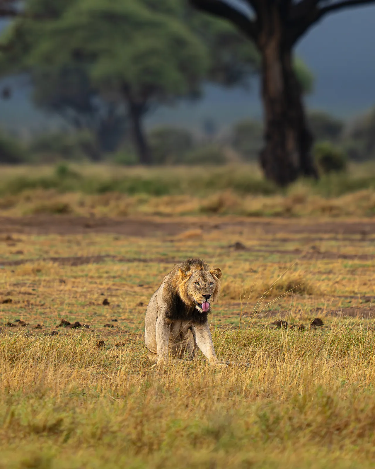 A lion walking across open grassland under an acacia tree