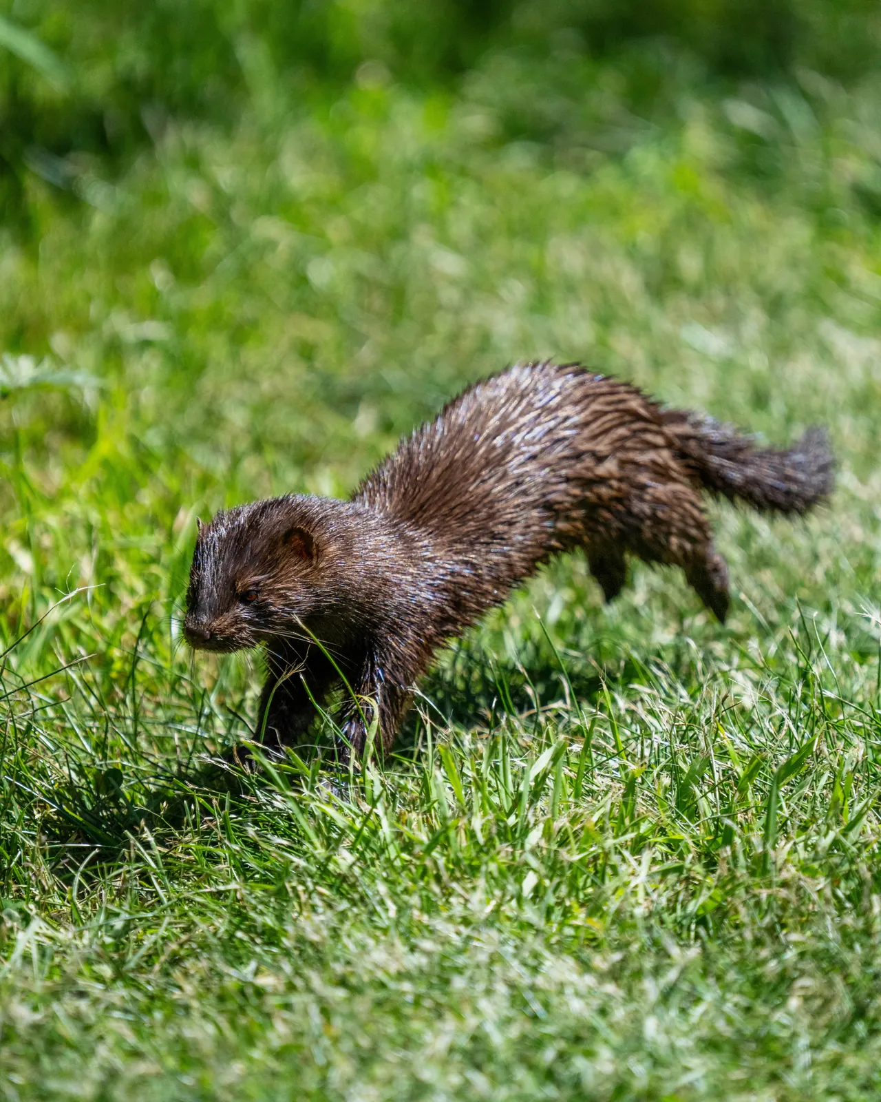 A mink running across green grass