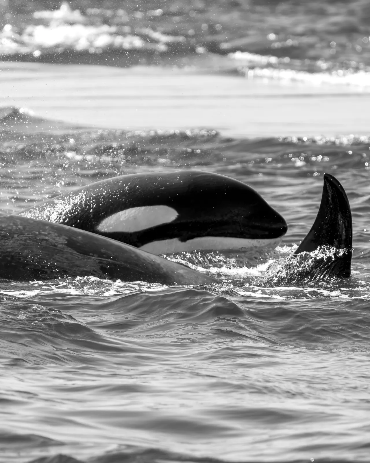Orcas surfacing in the ocean, in black and white