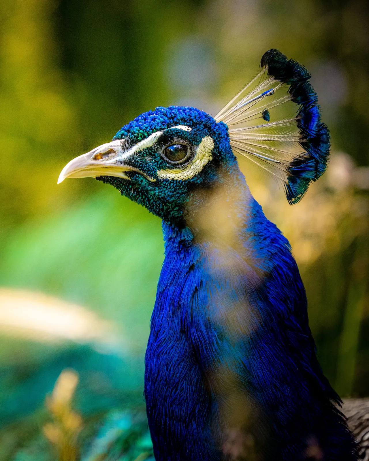 Close portrait of a peacock's blue head and crest