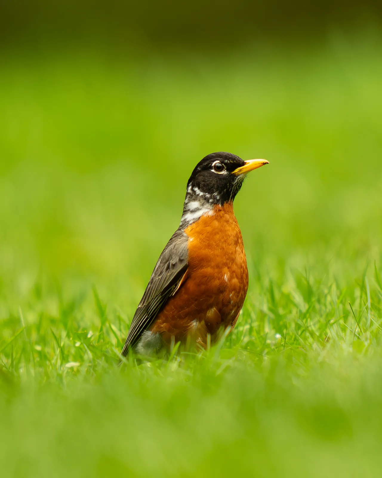 An American robin standing on bright green grass