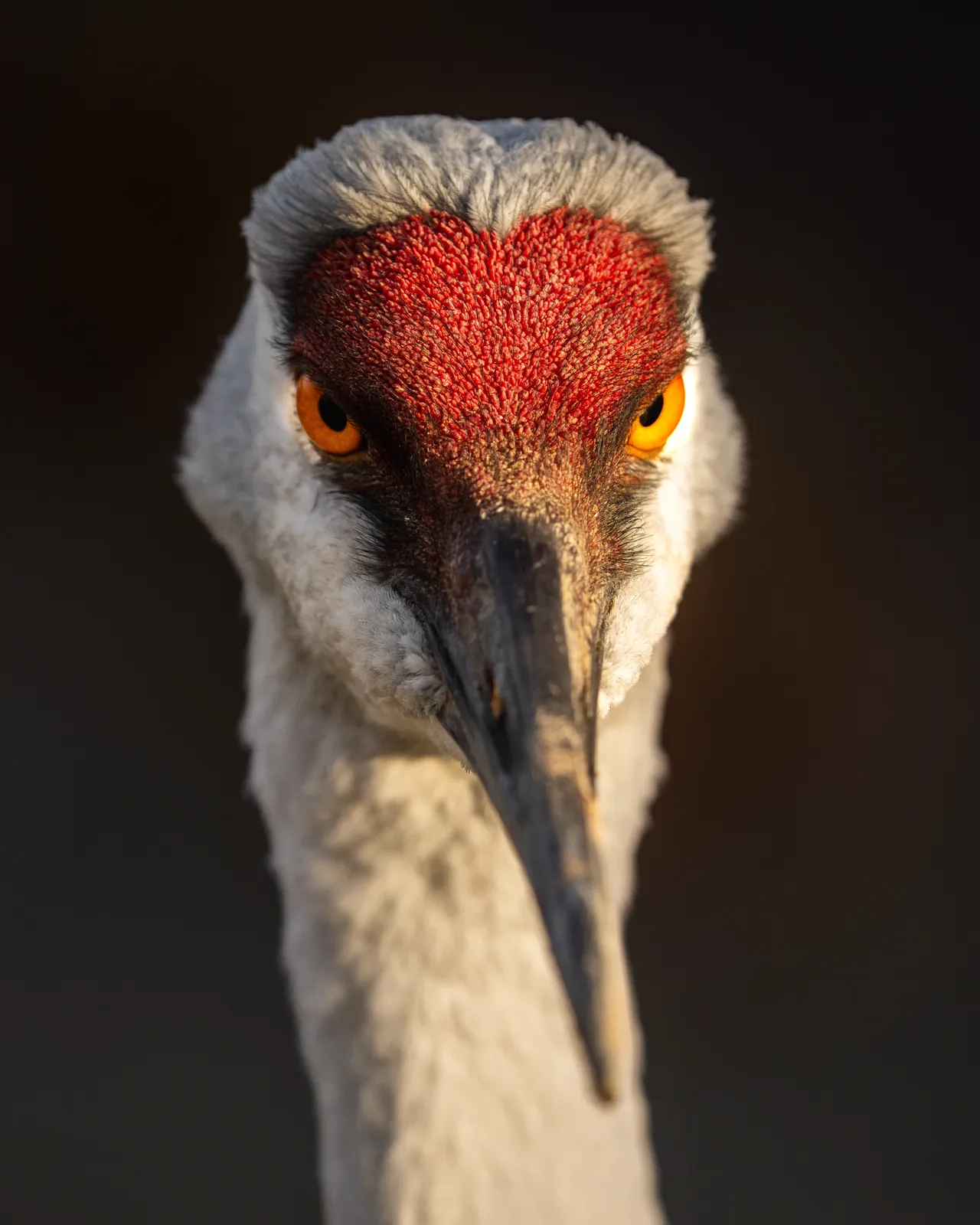 Close-up of a sandhill crane's red crown and golden eye