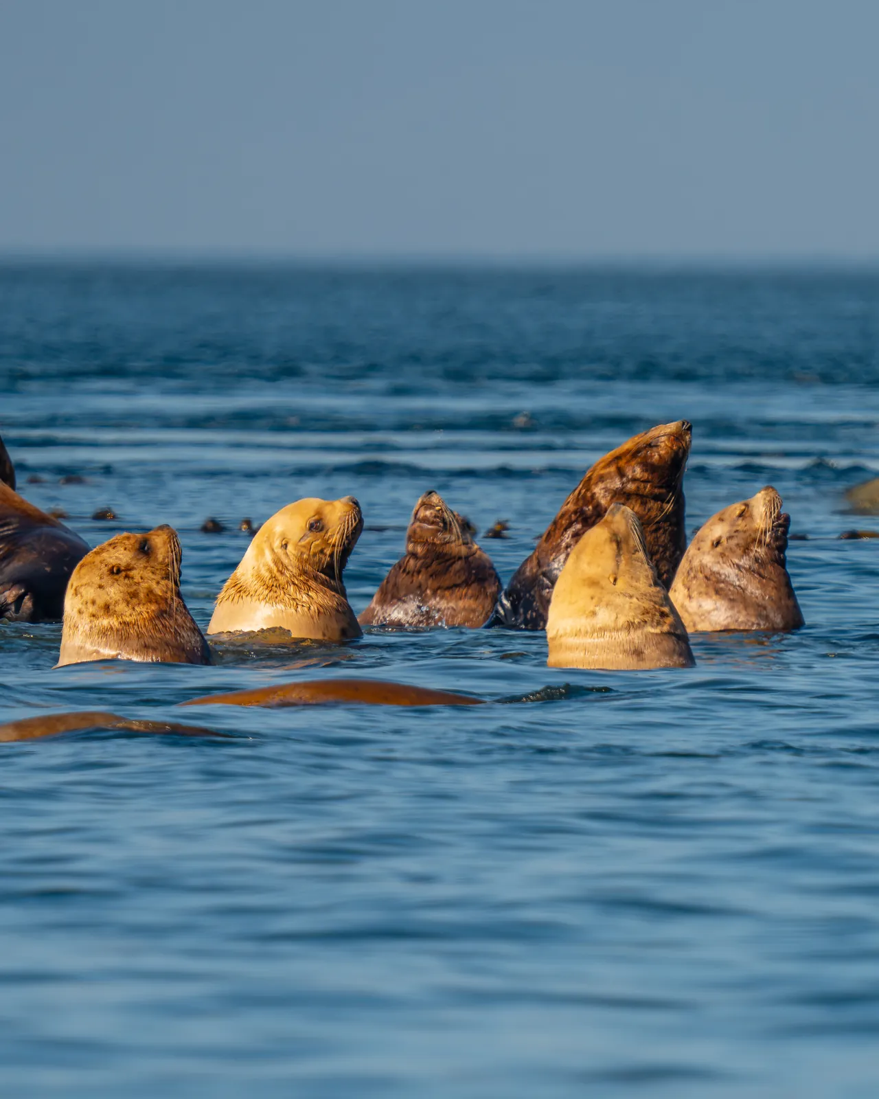 A group of sea lions with their heads above the water