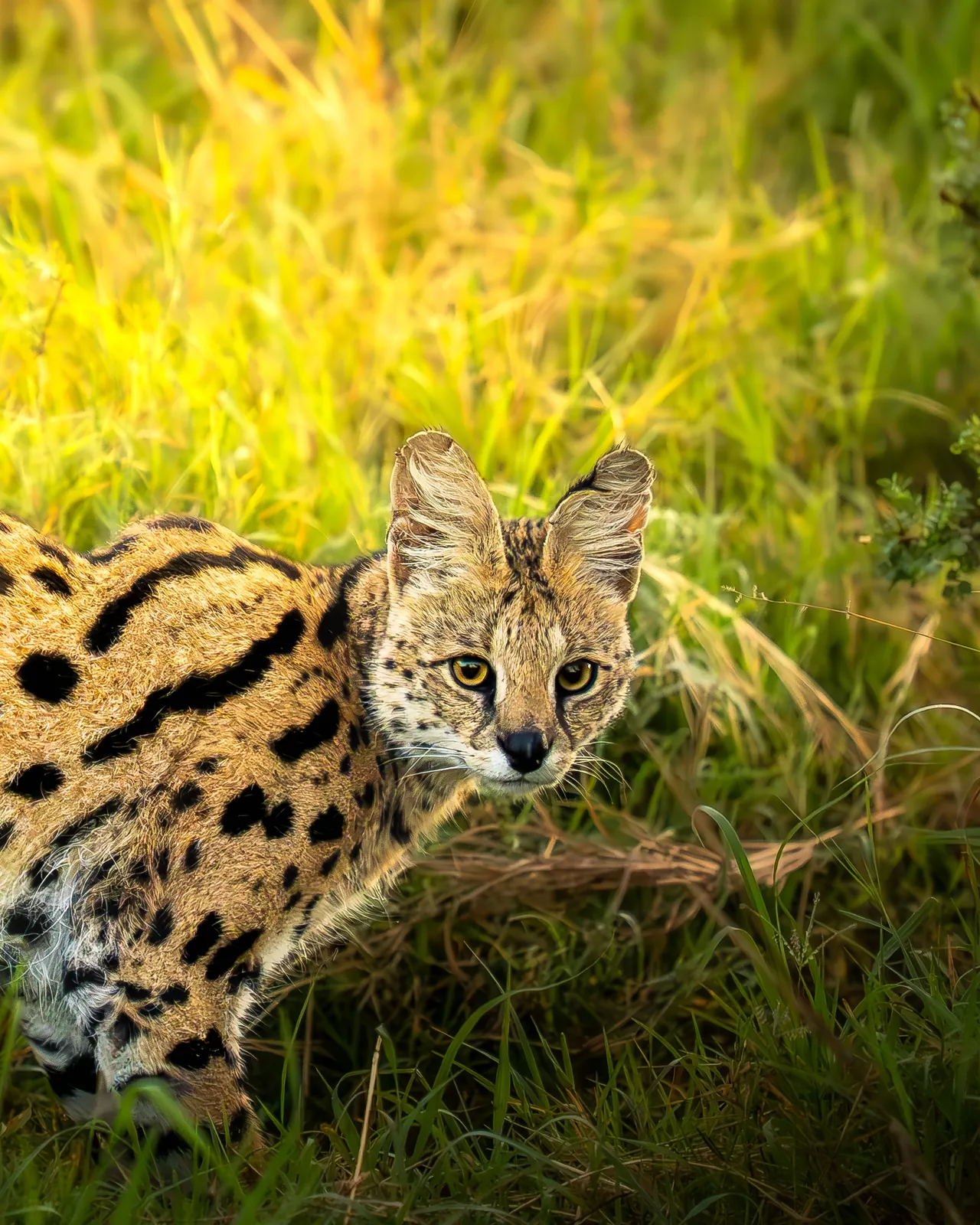 A serval cat staring out from tall golden grass