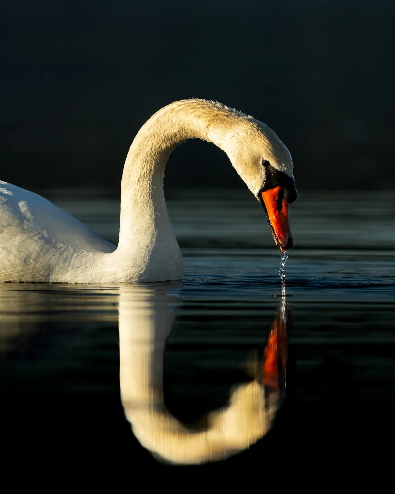 A mute swan drinking with its reflection in dark water