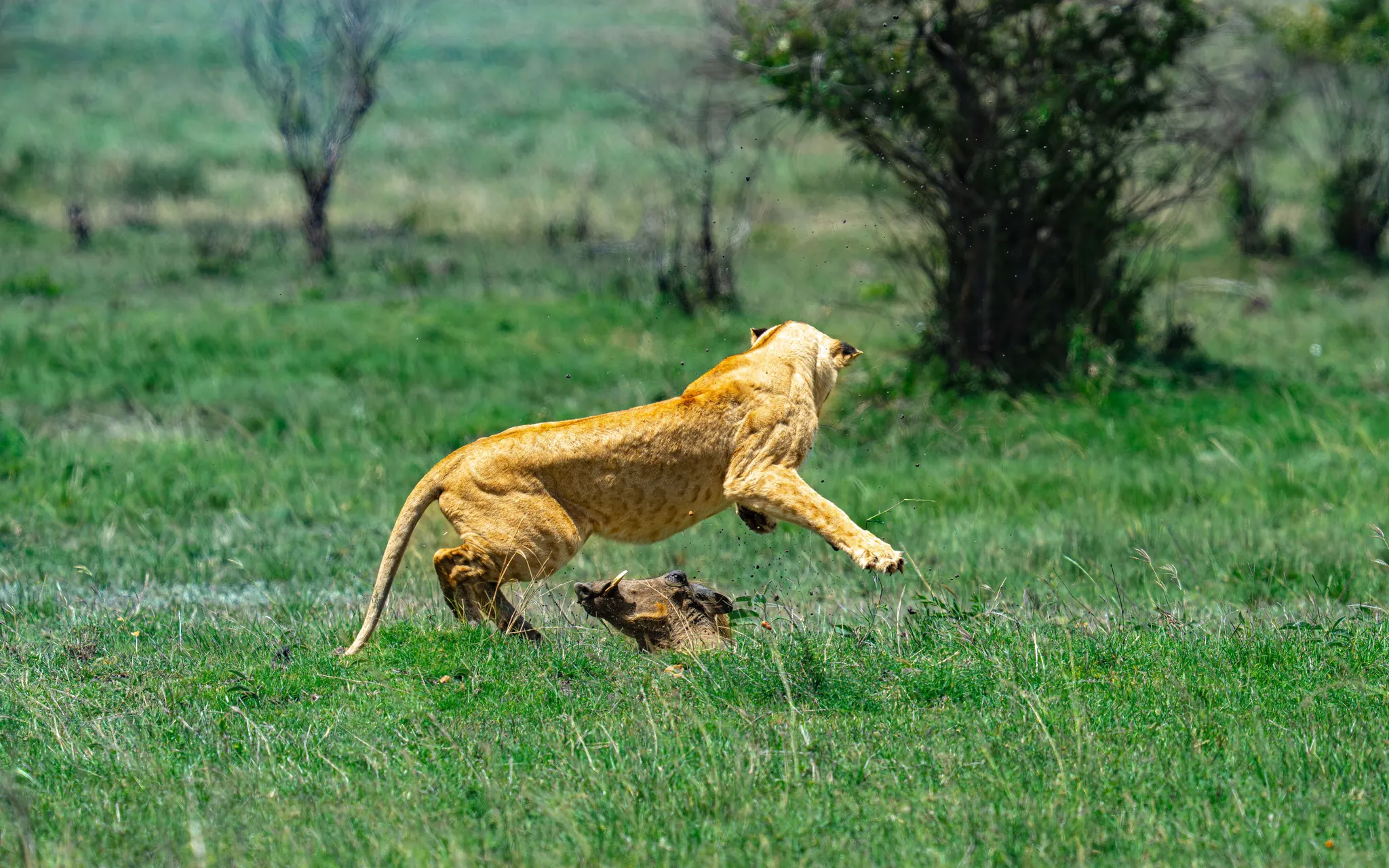 A lioness chasing a warthog across green grass
