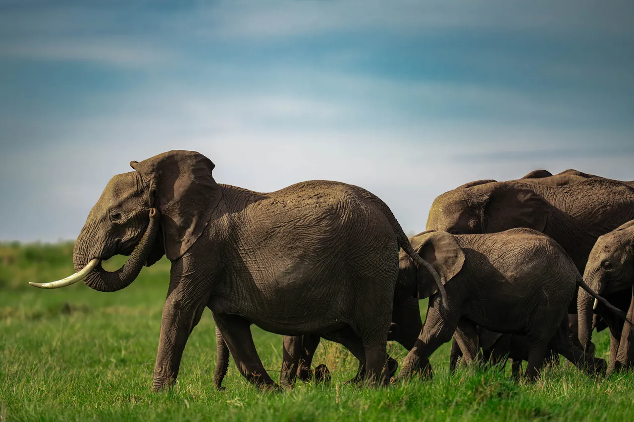 A family of African elephants walking across green grassland