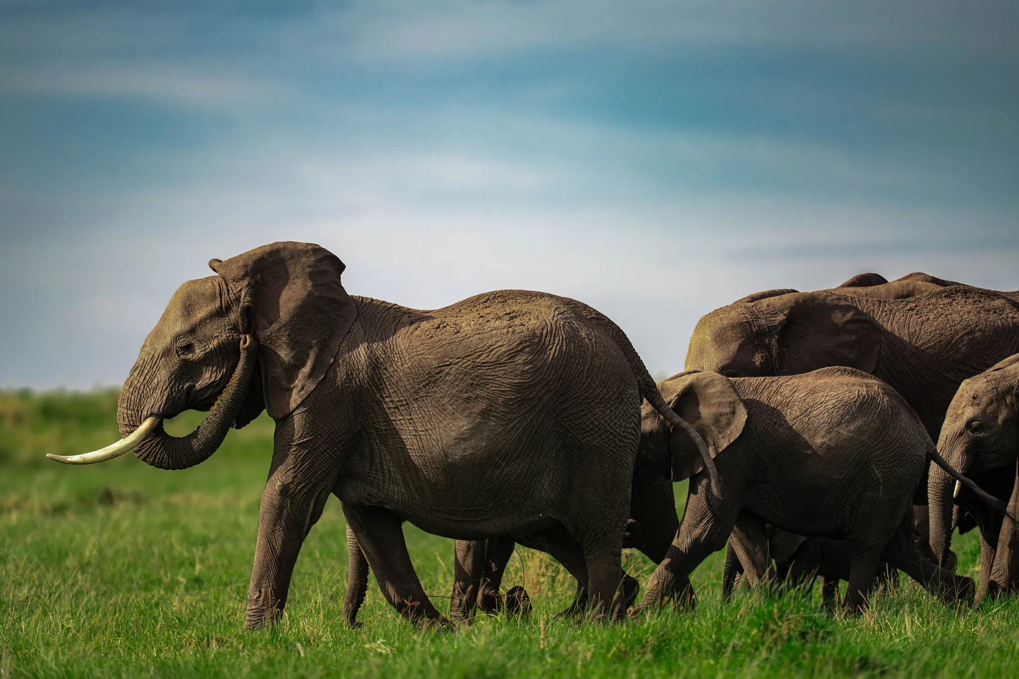 A family of African elephants walking across green grassland
